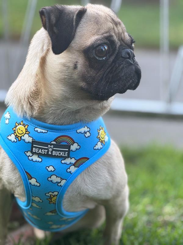 /Images/uploads/PUG NATION RESCUE OF LOS ANGELES/pugnation/entries/32333thumb.jpg